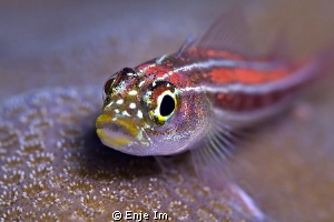 triplefin closeup / Canon 450D + 60mm + EF12 + 2x TC / no... by Enje Im 